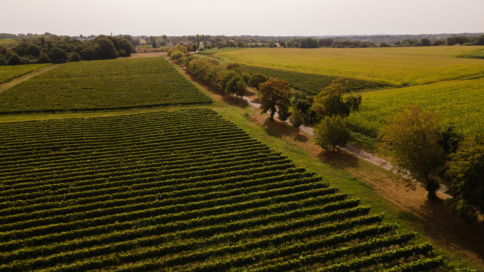 Vignoble_landais.jpg